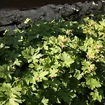 Nyaraló къщата с кладенеца - с. кантарджиево *