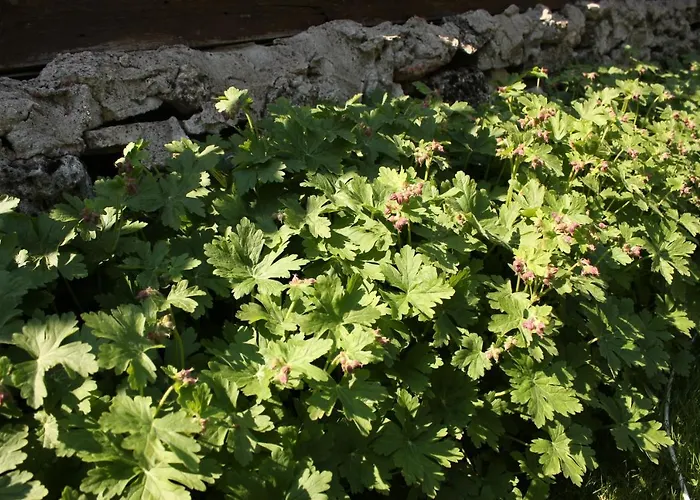 Holiday home къщата с кладенеца - с. кантарджиево *